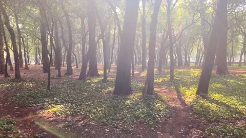 Beautiful sunlight in the forest. The sun's rays emerge through the green Stock Footage 153244777
