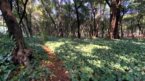 Beautiful sunlight in the forest. The sun's rays emerge through the green Stock Footage 153244793