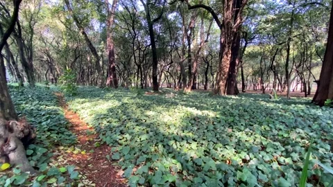 Beautiful sunlight in the forest. The sun's rays emerge through the green Stock Footage 153244830