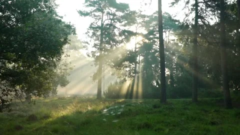 Beautiful sunlight illuminating the forest Stock Footage 242343379