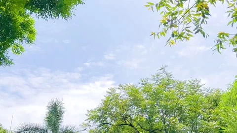 Beautiful-sunlight-lens-flare-through-green-leaves Stock Footage 344780779