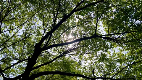 Beautiful-sunlight-lens-flare-through-green-leaves2 Stock Footage 345324053