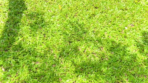 Beautiful-sunlight-lens-flare-through-green-leaves5 Stock Footage 345324131