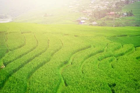Beautiful sunlight over the paddy fields on mountain background. Stock Photos