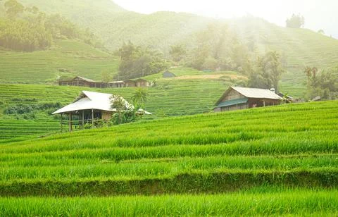 Beautiful sunlight over the paddy fields on mountain background. Stock Photos