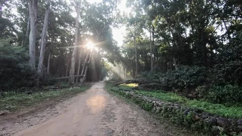 Beautiful sunlight peaking through the trees in Corbett national park Stock Footage 296314942