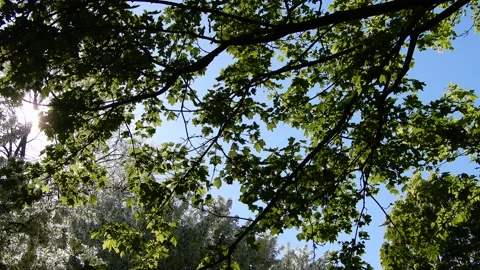 Beautiful Sunlight Peering Through Tree Tops Forest Canopy Leaves On Summer Stock Footage 154503580