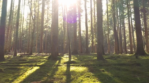 Beautiful sunlight with rays in mossy forest Stock Footage 128929154
