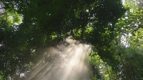 Beautiful Sunlight Rays Pass Through The Trees And Smoke, Slow Motion 스톡 동영상 154498582