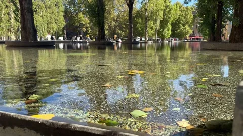 Beautiful sunlight reflections on the water in front of  trees in Parma, Italy. Stock-Footage 318545969