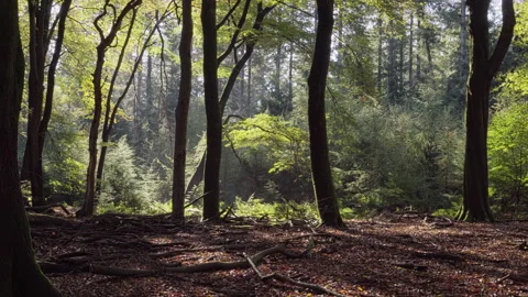 Beautiful sunlight shines in a beech tree forest early fall. Stock Footage 219519456
