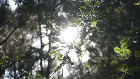 Beautiful sunlight shining through trees on a sunny day in summer. Slow motion. Stock Footage 135364601