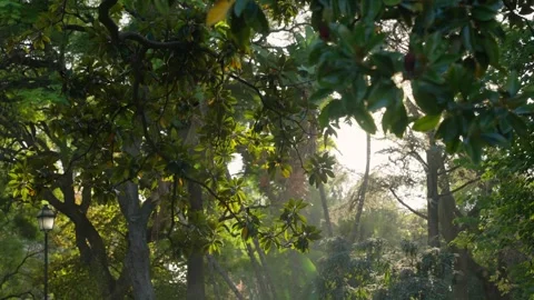 Beautiful sunlight shining through trees and leaves in city park or garden Stock Footage 286851926