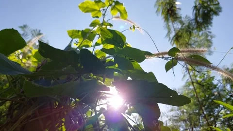 Beautiful sunlight shining through the trees Stock Footage 296615723