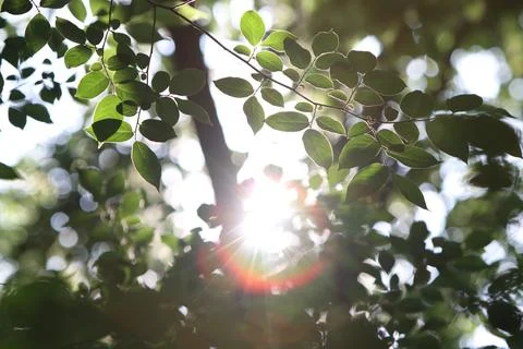 Beautiful sunlight shining through the trees, a beautiful natural background Stock Photos