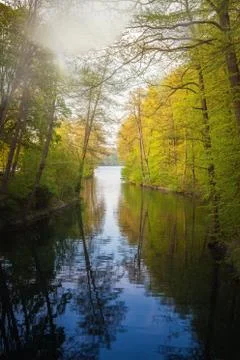 Beautiful sunlight in spring during a forest walk at the lake side Stock Photos