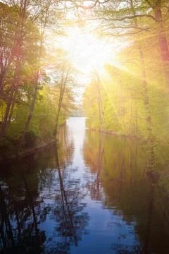 Beautiful sunlight in spring during a forest walk at the lake side Stock Photos