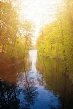 Beautiful sunlight in spring during a forest walk at the lake side Stock Photos