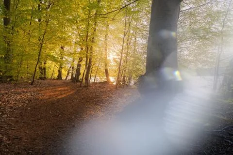 Beautiful sunlight in spring during a forest walk at the lake side Stock Photos