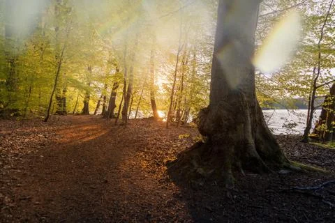 Beautiful sunlight in spring during a forest walk at the lake side Stock Photos