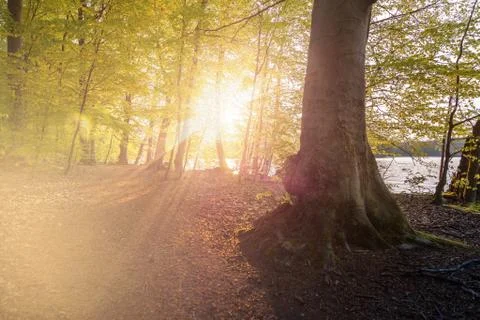 Beautiful sunlight in spring during a forest walk at the lake side Stock Photos