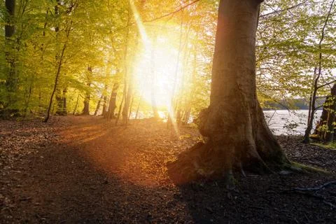 Beautiful sunlight in spring during a forest walk at the lake side Stock Photos
