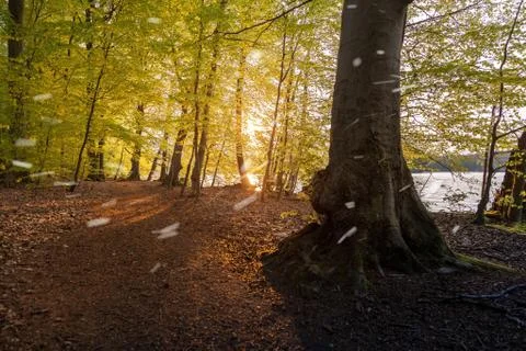 Beautiful sunlight in spring during a forest walk at the lake side Stock Photos