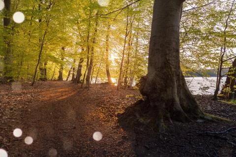 Beautiful sunlight in spring during a forest walk at the lake side Stock Photos