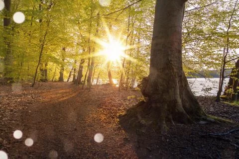 Beautiful sunlight in spring during a forest walk at the lake side Stock-Fotos