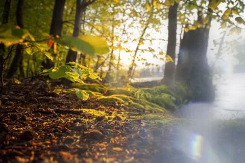 Beautiful sunlight in spring during a forest walk at the lake side Stock Photos