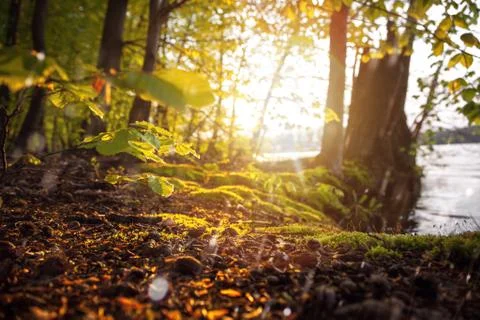 Beautiful sunlight in spring during a forest walk at the lake side Stock Photos