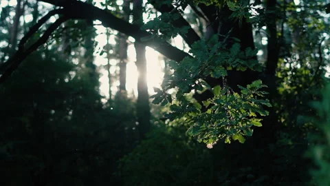 Beautiful sunlight of sunset lighting through the trees in a forest. Видео 212725628
