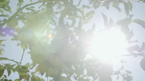 A beautiful sunlit apple tree laden with ripe Stock Footage 322523977