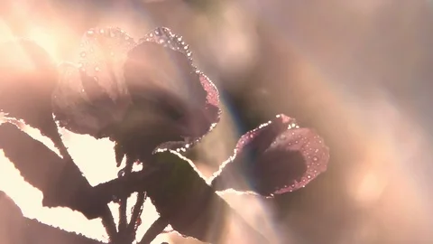 Beautiful sunlit background with blooming tree and lens flare in slow motion. Vídeo Stock 123427815