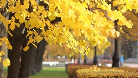 A beautiful sunny day - a leaf fall in the autumn park. Stock Footage 81319533