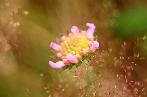 Beautiful sunny flower with pink petals Stock Photos