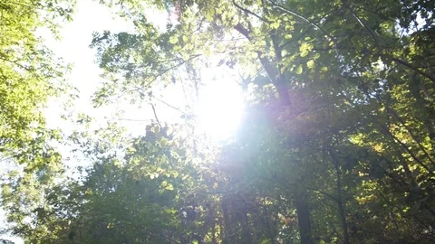Beautiful sunny forest Stock Footage 74070362