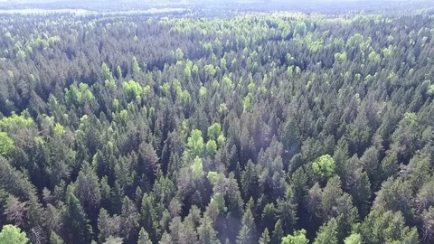 Beautiful sunny forest Stock Footage 76719788