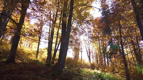 Beautiful sunny forest Stock Footage 83536600