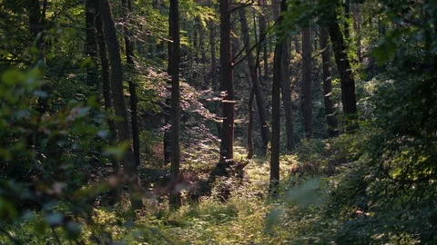 Beautiful sunny forest Stock Footage 92877759