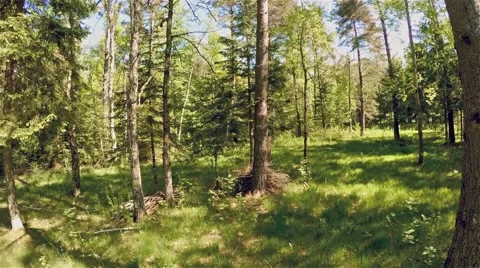 Beautiful sunny forest in spring Stock Footage 63330143