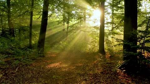 Beautiful sunny morning in the forest Stock Footage 140519229