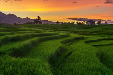 Beautiful sunny morning panorama. Green rice terraces under the Indonesian mo Stock Photos