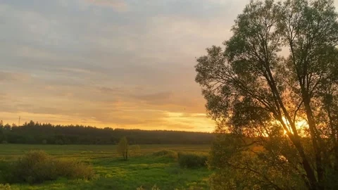 A beautiful sunny sunset  with a big tree against the backdrop of a pine forest Stock Footage 220913632