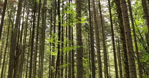 Beautiful sunny tree trunks dolly slider shot 動画素材 112152747