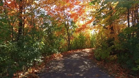 Beautiful & sunny walk through autumn forest Stock Footage