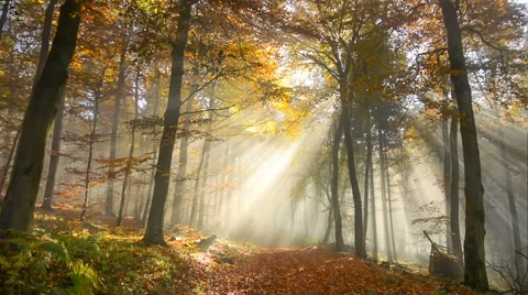 Beautiful sunrays in a misty autumn forest Stock Footage
