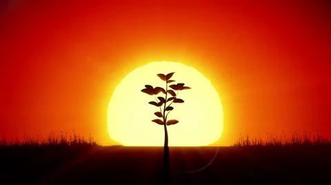 Tree and Rising Sun  Sunrise, Beautiful nature pictures, Sun view