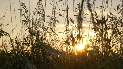 Beautiful sunrise behind Grassy Field Stock Footage