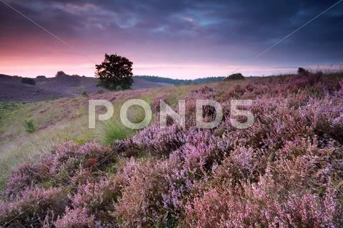 Beautiful sunrise with flowering heather Stock Photos